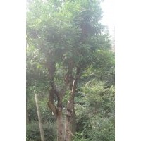 供應(yīng)大規(guī)格皂角、三角楓、樸樹(shù)、木瓜、枸骨、香櫞等