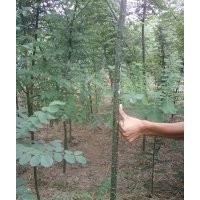 售：2-3-4-5公分國(guó)槐