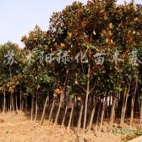 供應(yīng)高桿女貞、楓香、紫葉李、紫薇、櫻花、紅楓