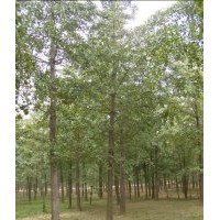 供應(yīng)銀杏5-35公分