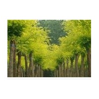 大同哪里有國(guó)槐 速生國(guó)槐基地