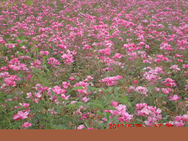 供應(yīng)：月季，豐花月季，紅帽月季，品種月季，薔薇，連翹