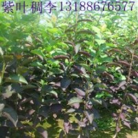 紫葉稠李//紫葉稠李苗