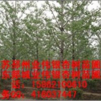 銀杏樹苗木