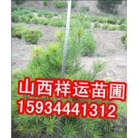 國槐樹 蘋果樹 山楂樹 柿子樹 臭椿 楊樹