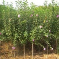 送貨上門木槿.火棘.紅瑞木.云南黃馨,金邊黃楊