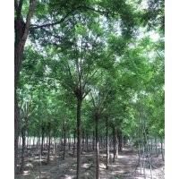 供應國槐 金枝槐 金葉槐 黃金槐 1-2年冒造型國槐