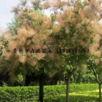 供應(yīng)各種規(guī)格黃櫨 成品黃櫨 黃櫨小苗 黃櫨苗 紅櫨