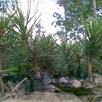 供應白皮松小苗 特價白皮松小苗