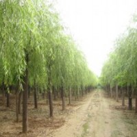 法桐，白蠟，火炬樹，柳樹，各種小苗。