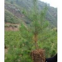 成本價 出售：樟子松15~~20 25~~40 35~~50 90~~130CM 杯 袋 裸根