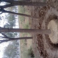 供應(yīng)大量18的一級(jí)白蠟