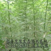 大量出售速生國槐成品苗及接穗