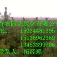 供應(yīng)優(yōu)質(zhì)側(cè)柏.白皮松.油松