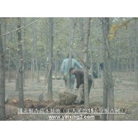 18公分銀杏樹價(jià)格今年秋季又降價(jià)了!!!