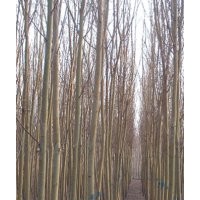金絲柳 黃柳 金絲柳價(jià)格