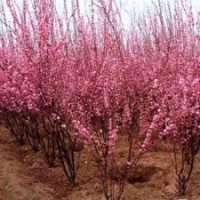 供應(yīng)叢生紫薇、西府海棠、紫荊、紅葉李小苗、榆葉梅小苗