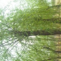 柳樹(shù) 國(guó)槐