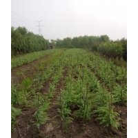 1米雪松報(bào)價(jià)，基地雪松價(jià)格，旺季雪松價(jià)格