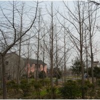 供應(yīng) 實生.嫁接銀杏樹