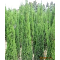 蜀檜，南京蜀檜，蜀檜價格，供應(yīng)蜀檜小苗