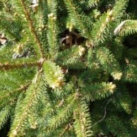 黑龍江哈爾濱出售核桃楸、白樺、紅皮密植