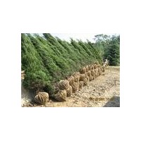 雪松價(jià)格-精品雪松價(jià)格-4米雪松價(jià)格