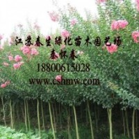 供：大葉女貞，紫薇，紅葉李，垂柳，垂槐，櫻花，沙地