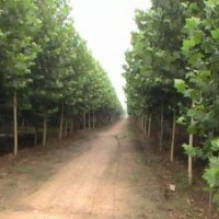 供應(yīng)：國槐、白蠟、合歡、法桐、皂角、女貞