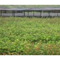 供應(yīng)桂花苗/桂花小苗/桂花樹/紅葉石楠苗