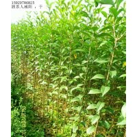 供應(yīng)大葉女貞1米到1.4米 1.4米到1.8米