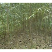 供應國槐 椿樹 合歡 白蠟 柳樹 毛白楊 107 法桐