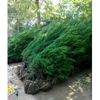 大量供應(yīng)蜀檜、瓜子黃楊、大葉黃楊、金葉女貞等苗木