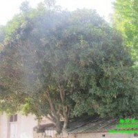 農(nóng)民自產(chǎn)自銷*【30公分精品桂花】