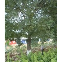 國(guó)槐 8-50公分國(guó)槐 國(guó)槐價(jià)格 山東國(guó)槐