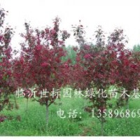 紅寶石海棠|高原之火海棠|綠化苗木|臨沂世標園林綠化