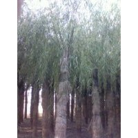 出售10-25公分速生柳 垂柳