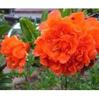 --牡丹花石榴樹供應(yīng)商