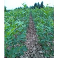 林業(yè)苗木推廣中心白蠟 ,國槐,榆樹