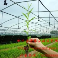 美國竹柳專賣店 正宗竹柳 竹柳大全 竹柳大苗4米