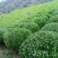 供應(yīng)大葉黃楊 雪松大樹