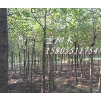 供應5公分國槐，6公分國槐，8公分國槐，10公分國槐