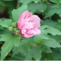 大量供應(yīng)米徑2-3CM木槿