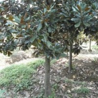 大降價(jià)廣玉蘭價(jià)格 廣玉蘭苗圃 廣玉蘭基地