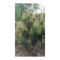 油松1.5-2.5-3米