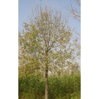 低價供應白蠟、國槐、法桐