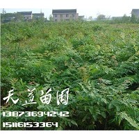 欒樹,欒樹價(jià)格—常德天益欒樹基地