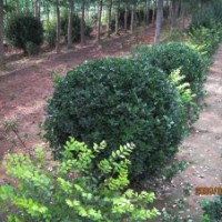 煙臺(tái)苗木之鄉(xiāng)直銷大葉黃楊、黃楊球等各種苗木
