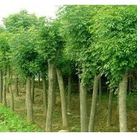 苗圃直銷全紅楊種條，速生楊，紅葉楊