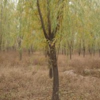 6-20公分饅頭柳旱柳8公分柳樹10公分河柳15公分柳樹出售